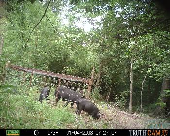 Calhoun County feral hog demo Calhoun County demo of feral hogs being trapped in pen