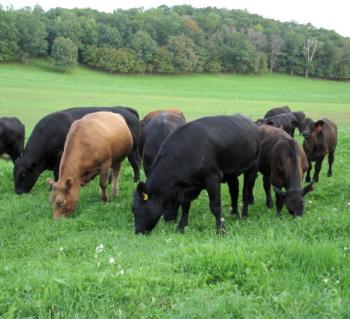 Cows feeding on bright green grass