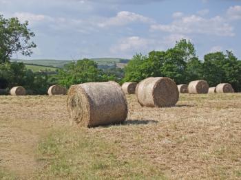 Round Hay Bales in field, mountain in background