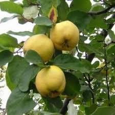 Yellow apples growing on tree