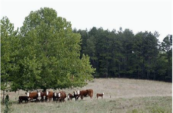 Pasture with cows under tree