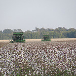 two cotton pickers harvesting cotton two cotton pickers harvesting cotton