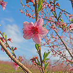 spring peach bloom