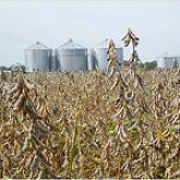 mature soybeans ready to harvest