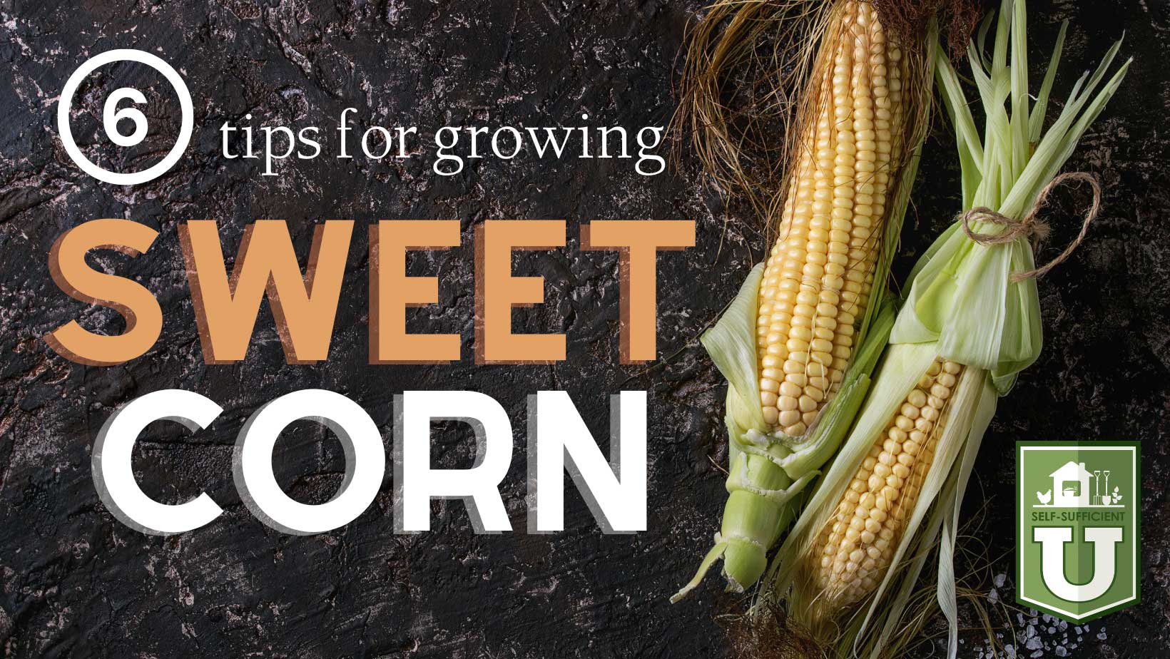 Six tips for growing sweet corn. Wording on top of a photo of dirt with two ears of corn on top