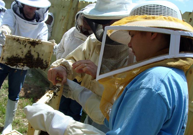 child wearing beekeeping gear holding a frame of honeybees