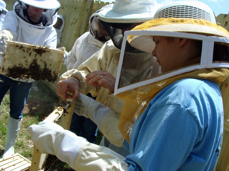 child wearing beekeeping gear holding a frame of honeybees