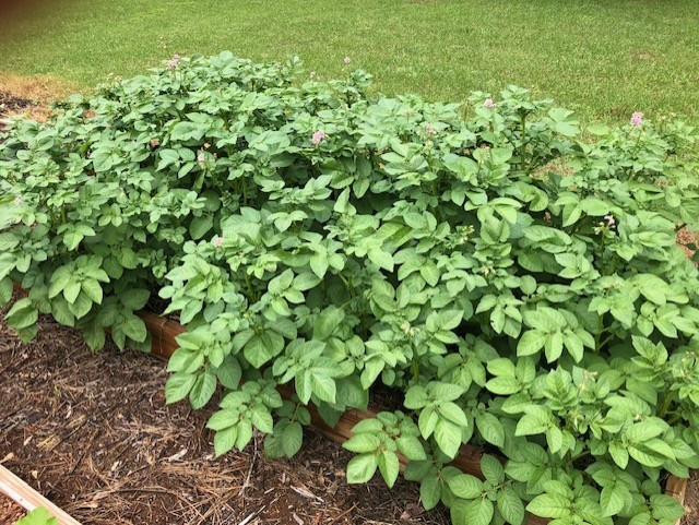 big, bushy, blooming potato plants