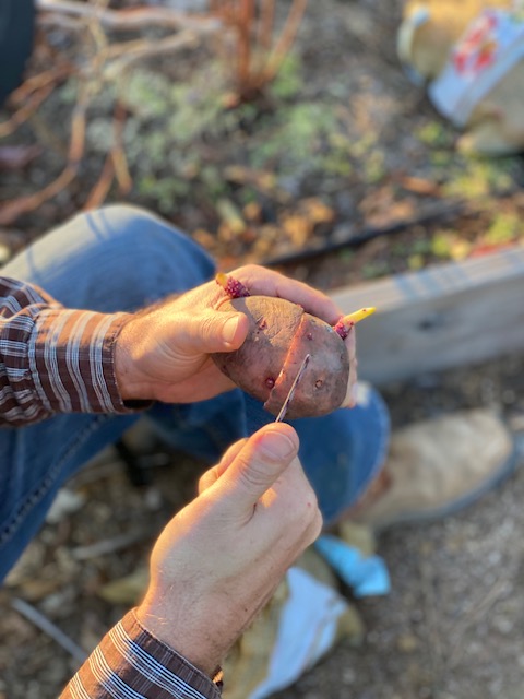 person cutting potato into seed pieces