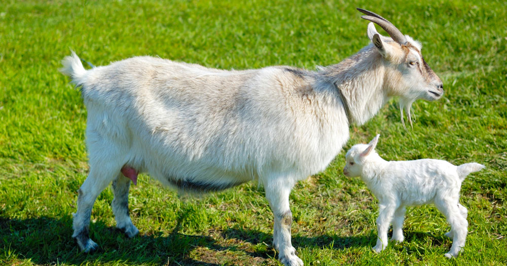 goat with kid