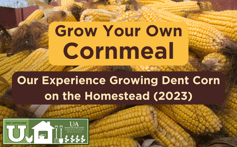 Grow Your Own Cornmeal: Our Experience Growing Dent Corn on the Homestead