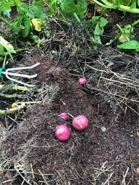 harvest potatoes