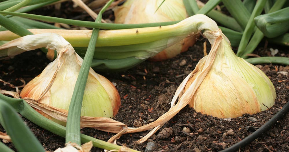 onions