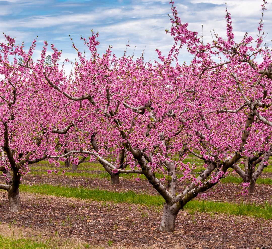 peach tree orchard in bloom with hundreds of pink blossoms