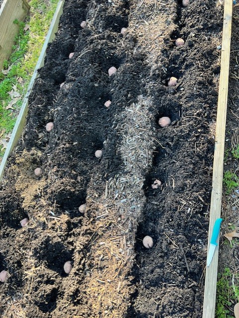row of planted irish potatoes in a raised bed