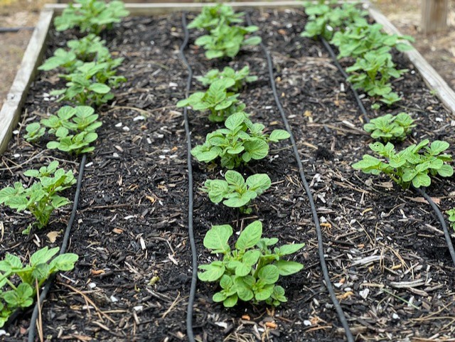 rows of potato plants