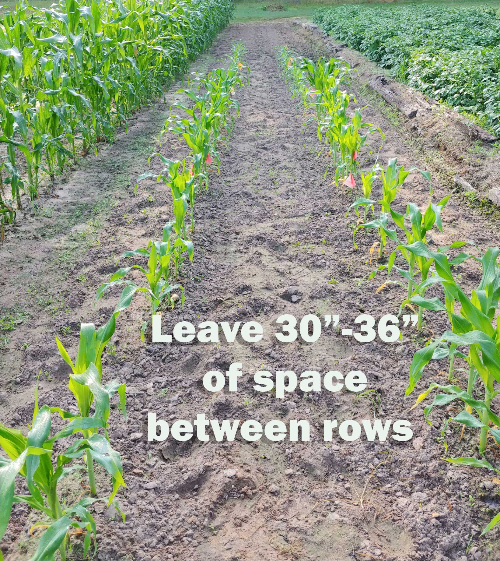 Leave 30-36" of space between rows of corn. Text on top of photo of rows of corn