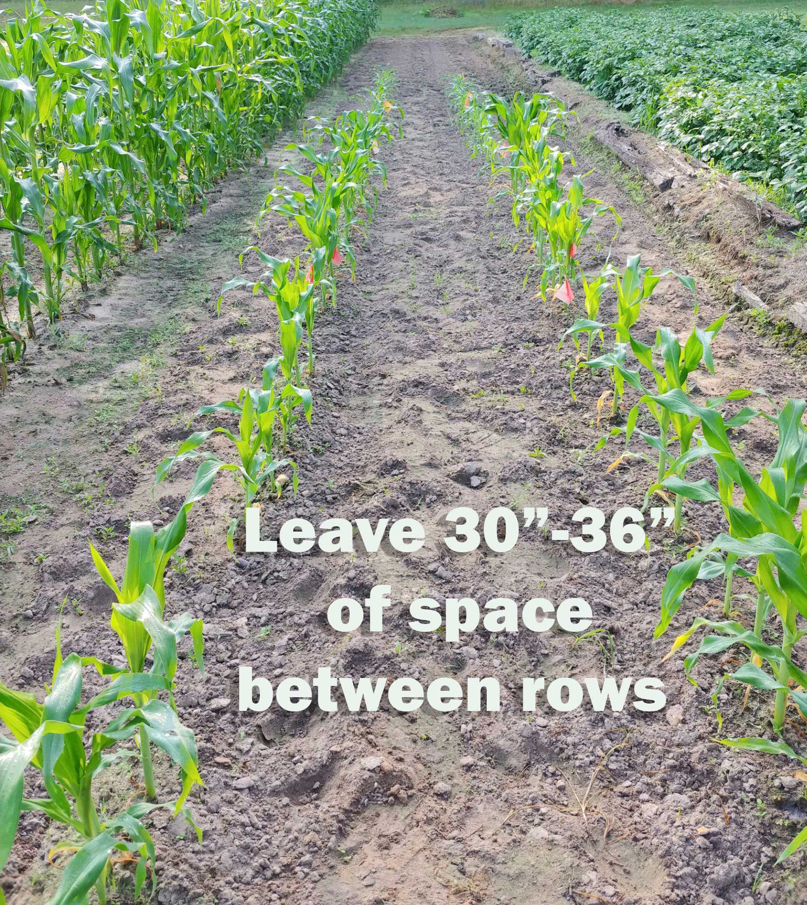 Corn row spacing Leave 30-36" of space between rows of corn. Text on top of photo of rows of corn