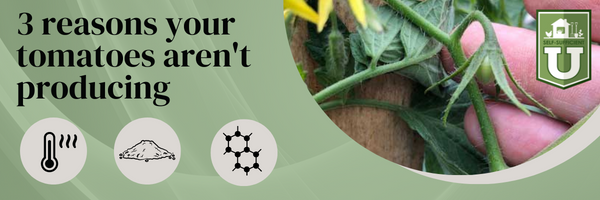 three reasons your tomato plants aren't producing. Header graphic with a photo of hand touching a tiny tomato bud. Three icons, one with soil, one with nitrogen, and one with a thermometer indicating heat.