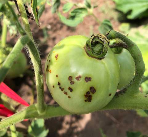 close up of spotted green tomatoes on a vine