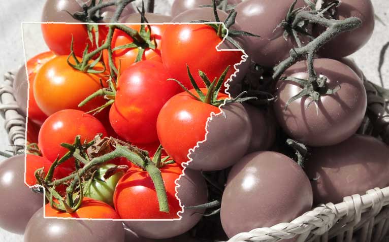 state of arkansas outline on top of a grayed out photo of tomatoes. The tomaotes within the shape of the state outline are bright red