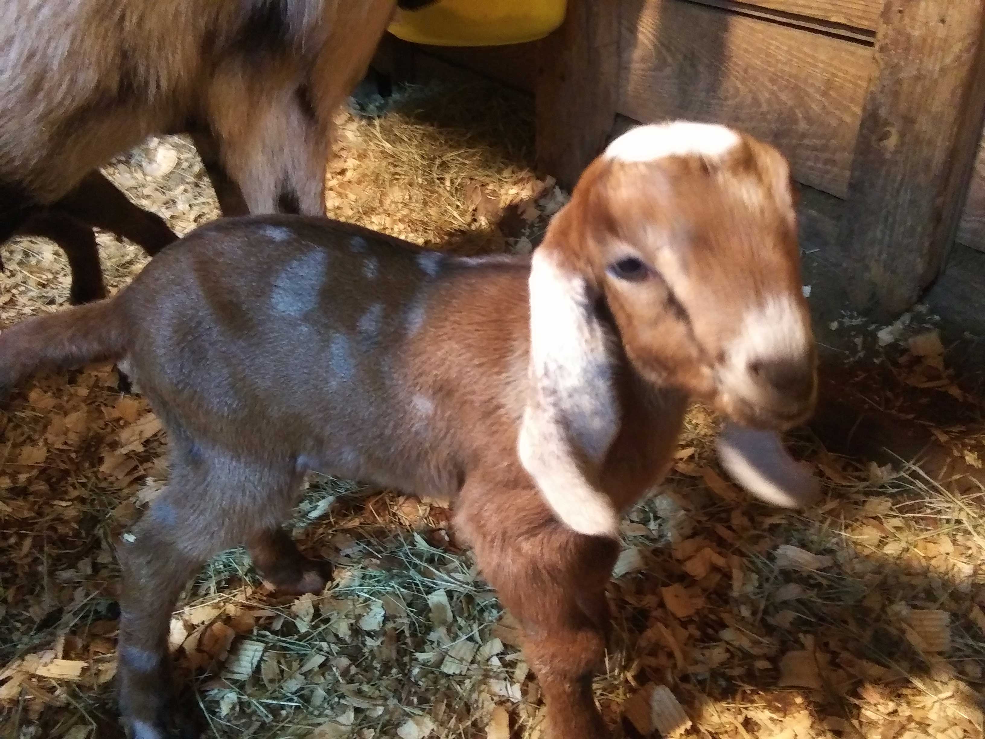 newborn baby goat