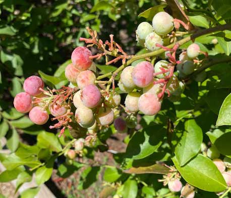 red and pink blueberries with missing fruit on the stem indicating bird damage