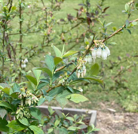 white flowers/blueberry blooms on a stem