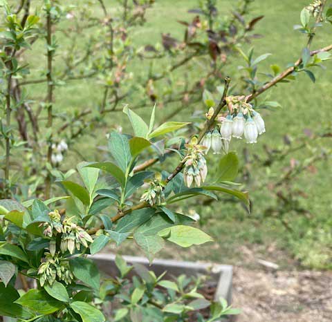 blueberry blooms white flowers/blueberry blooms on a stem