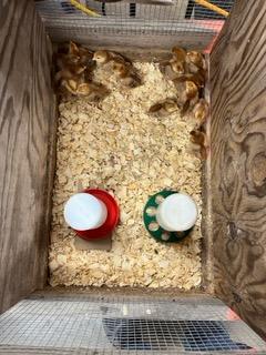 overhead view of brooder area with lamp, litter, and baby chicks