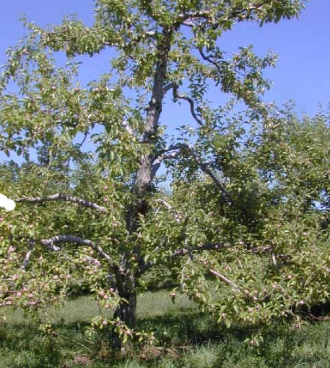 large apple tree with branches reaching the ground