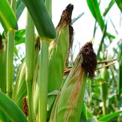 unhusked corn in a field with brown silks at the top