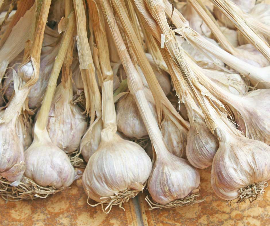 bunch of cured dried garlic in a pile