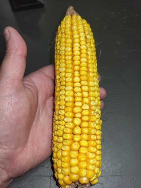 ear of corn