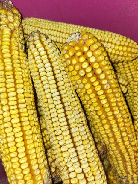 ears of dent corn