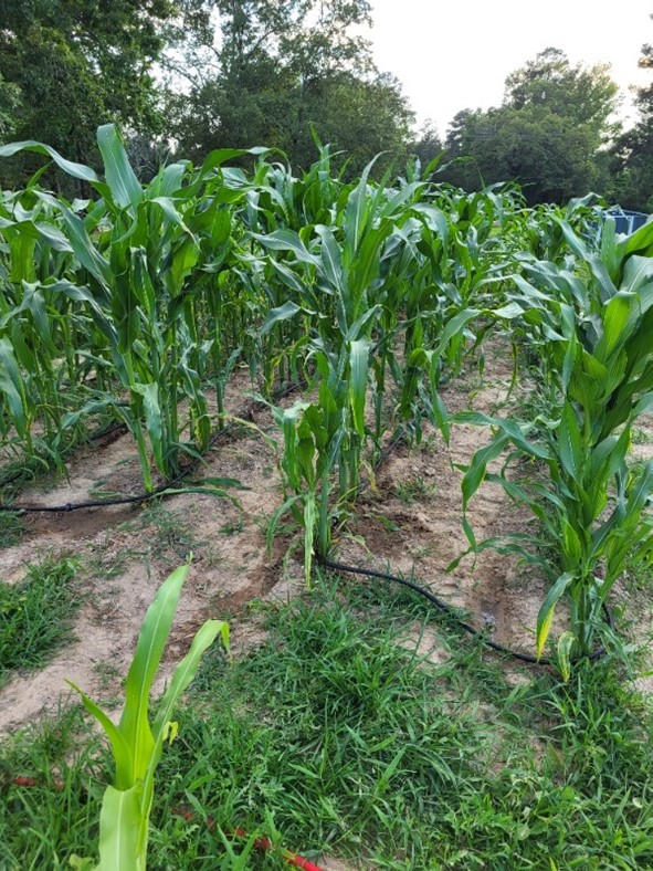 corn growing in a field