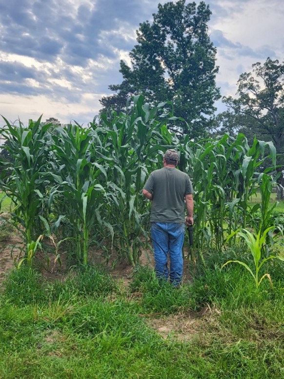 man standing by corn field