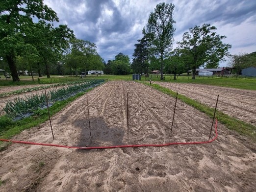 prepared garden crop