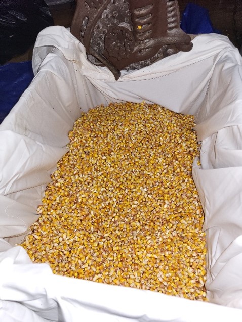 shelled corn