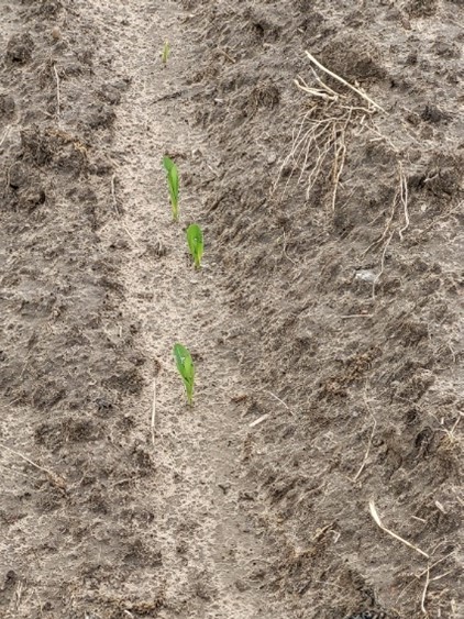 dent corn sprouting