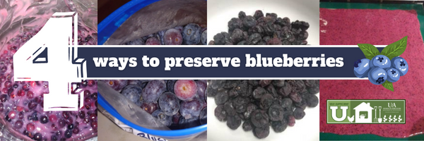 four ways to preserve blueberries header. Four images of bluberries; frozen, dried, roll up sheet, and pie filling