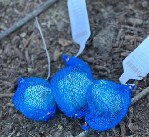 three bulbs of garlic in bags on the ground