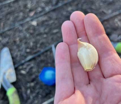 clove of garlic in a hand outstretched above a garden row