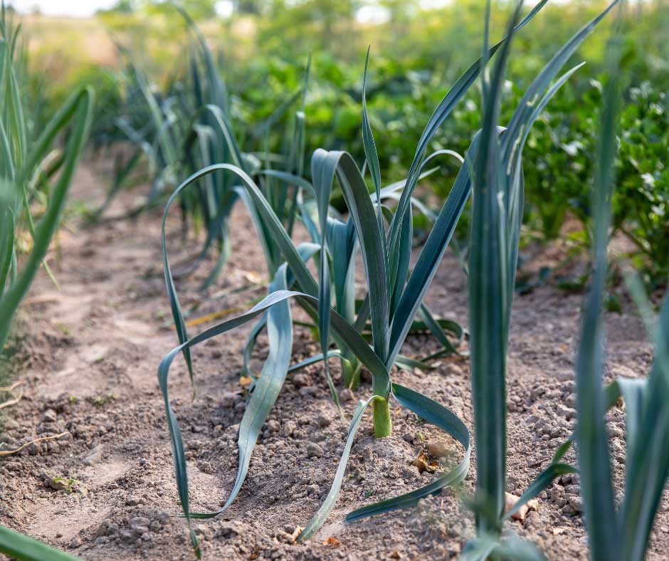 garlic growing in a garden rows of green garlic stalks coming out of the ground in a garden