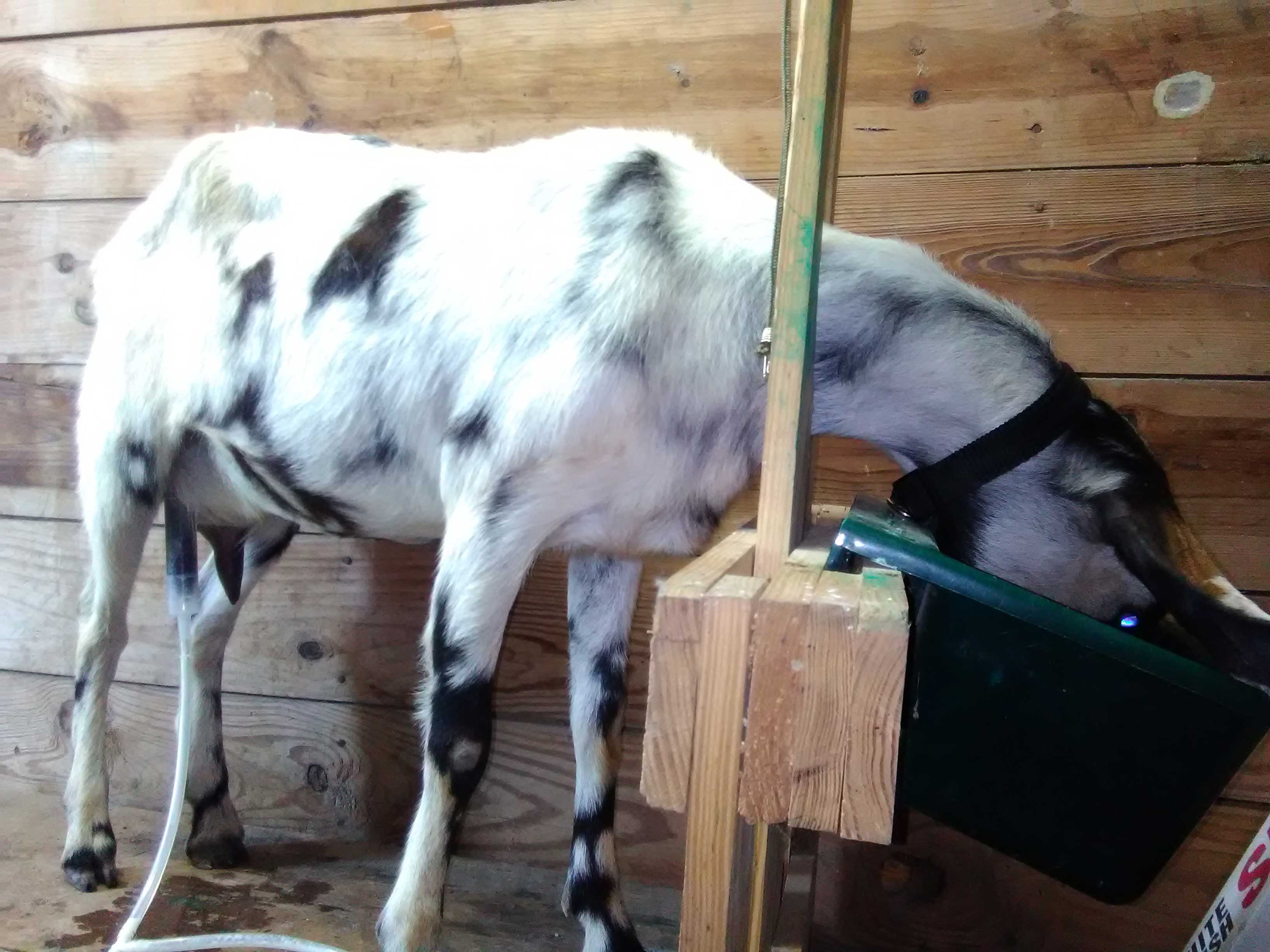 goat eating while attached to a milk machine