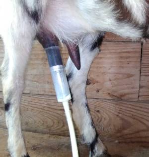 goat teat attached to milk machine