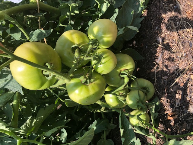 green tomatoes on a vine