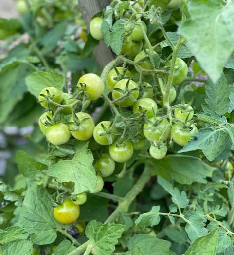 green cherry tomatoes on vine