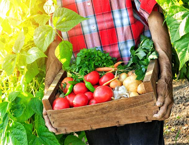 man holding a basket of produce filled with vegetables and fruit