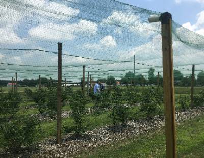 raised bed garden with a huge net over the top of it